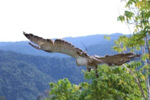 Top Attractions in Davao City